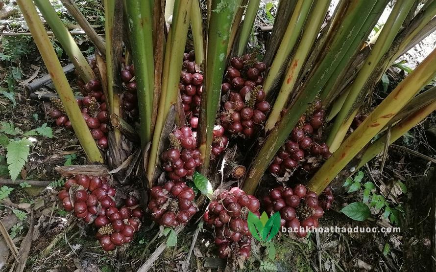 Sa nhân đỏ